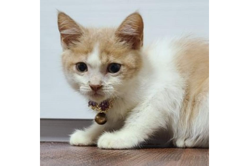 販売中の兵庫県のマンチカン-33099の5枚目